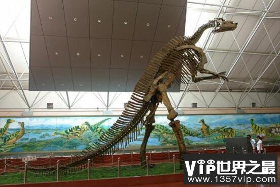 诸城龙：全世界最大的鸭嘴龙(长16.6米/距今9300万年前)