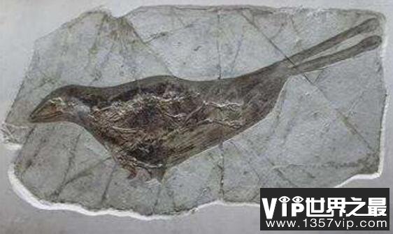 金刚口龙：生存于晚白垩世的小型恐龙（长2米/距今6500万年前）