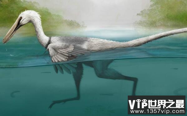 鹫龙：体型偏小的驰龙类恐龙，大长腿擅长奔跑