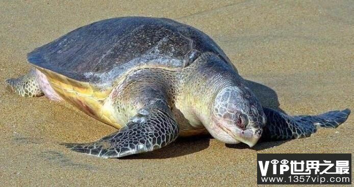 世界上最小的海龟：丽龟，体长仅60厘米，世界濒危物种之一