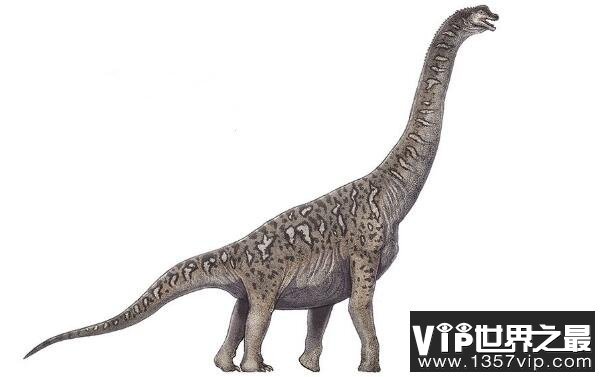 巴洛莎龙(Barrosasaurus)：体长30米的阿根廷超巨型食草恐龙