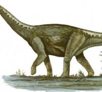 马拉圭龙：长有长脖子的大型四足恐龙，体长25米
