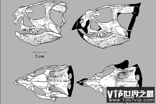 喇嘛角龙(Lamaceratops)：长着三角头盾的小型植食恐龙