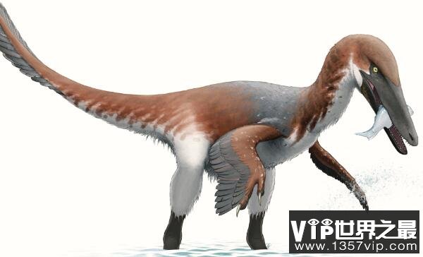 南方盗龙(Austroraptor)：南半球最大驰龙类恐龙(长5米/前肢较短)