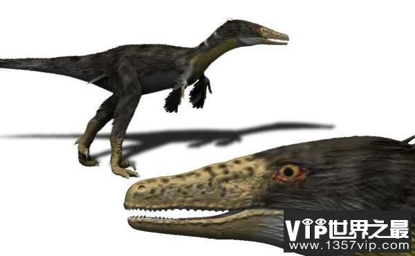 南方盗龙(Austroraptor)：南半球最大驰龙类恐龙(长5米/前肢较短)