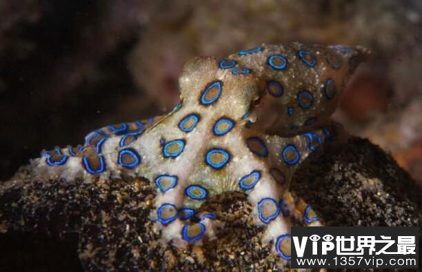 蓝环章鱼有多毒，一滴毒液秒杀十多人，遇到它躲着走