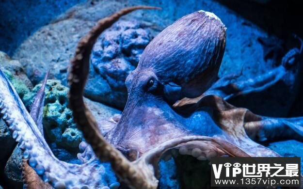 章鱼能活多久，章鱼的寿命最多不过五年