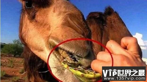 骆驼为什么能吃仙人掌，全靠一张硬嘴三只胃（图3）