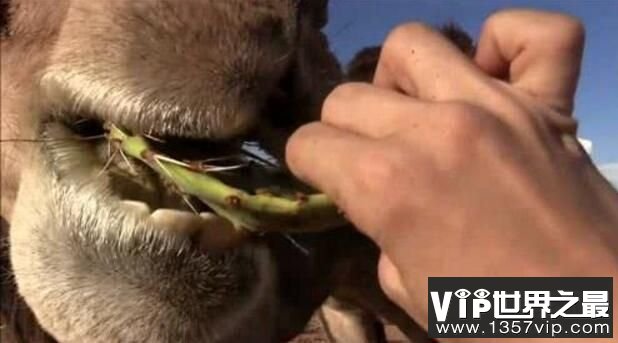 骆驼为什么能吃仙人掌，全靠一张硬嘴三只胃（图5）