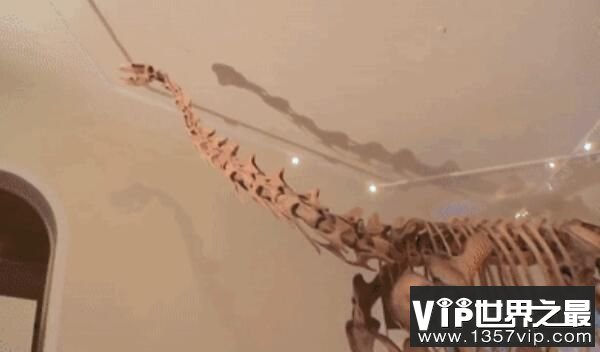 桑塔纳盗龙：南美洲小型食肉恐龙，体长2米（早白垩世恐龙）