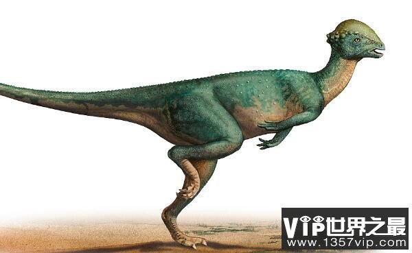 剑角龙：北美洲小型食草恐龙（体长2米/会功夫的龙）
