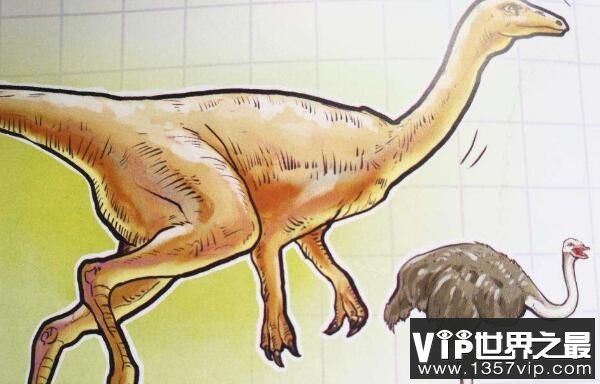 似鸵龙：北美洲小型食草恐龙（4.3米/类似鸵鸟的长腿恐龙）