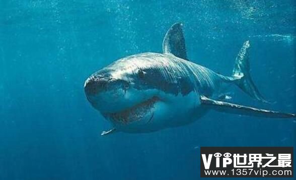 史前巨齿鲨：咬合力最强的生物，体长30米,一口咬断鲸鱼