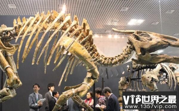 栉龙：大型食草恐龙（长12米/体重9吨）