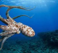 世界章鱼盘点：蓝环章鱼毒性最强，小飞象章鱼最萌最可爱