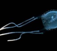 世界上最小的水母：伊鲁坎吉水母，比指甲盖小有剧毒
