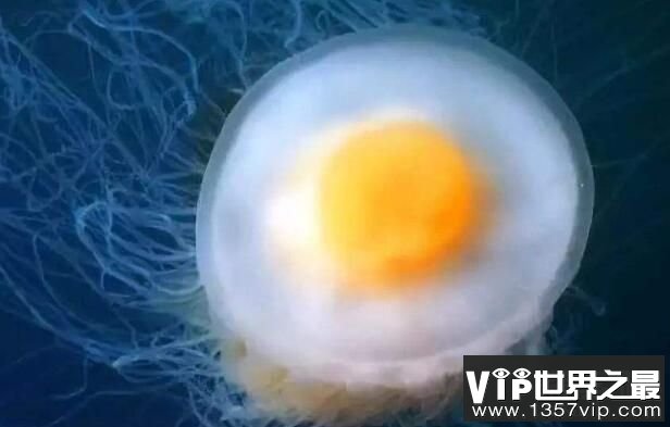 蛋黄水母是什么水母，蛋黄水母有没有毒