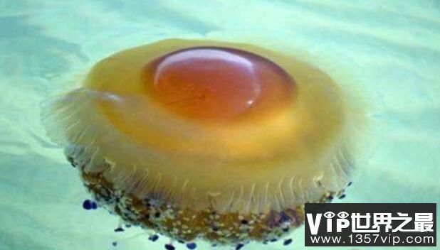 蛋黄水母是什么水母，蛋黄水母有没有毒
