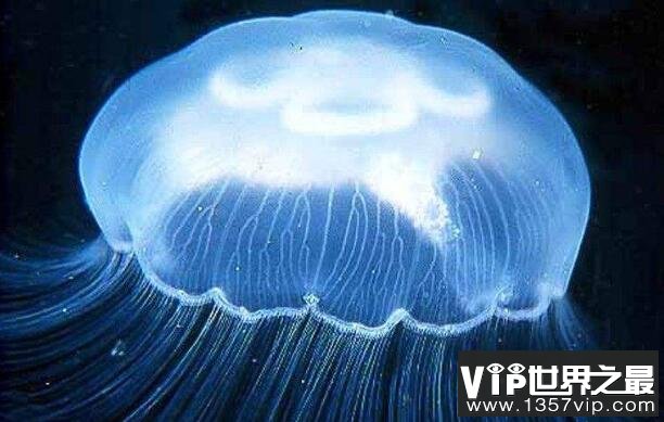海月水母是什么水母，海月水母有没有毒