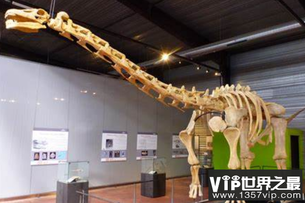 华北龙：蜥脚类恐龙（长20米/距今7500万年前）