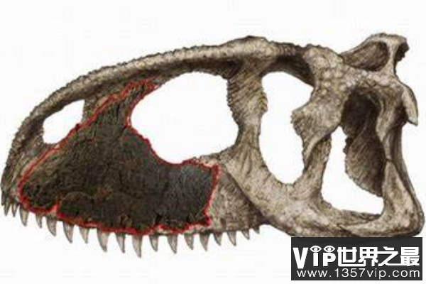 隐面龙：最原始的阿贝力龙(体长7米/距今1.25亿年前)