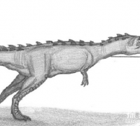 印度龙：一种体长6米的中型食肉恐龙(命名存疑)