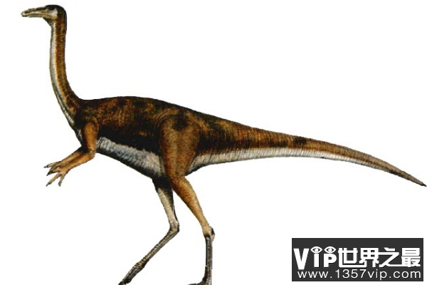 似鸡龙：最大的似鸟类恐龙，不会飞的短跑小能手