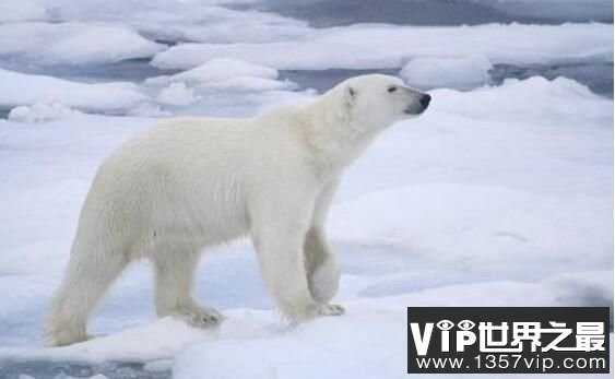 北极熊在远离陆地的地方能生活吗？