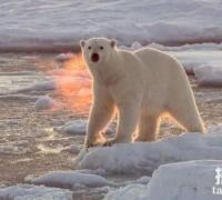 北极熊在远离陆地的地方能生活吗？