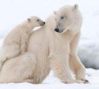 北极熊能在陆地上生活吗，北极熊适合陆地生存么