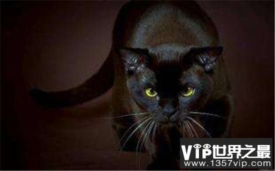 【死人为什么不能见猫狗】守灵的时候黑猫靠近会出现什么恐怖的现象?