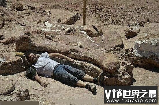 世界上最大的恐龙：阿根廷龙，多张图片展示出巨型恐龙的体型