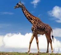 世界上最大最高的长颈鹿：身高6米，太高了找不到对象