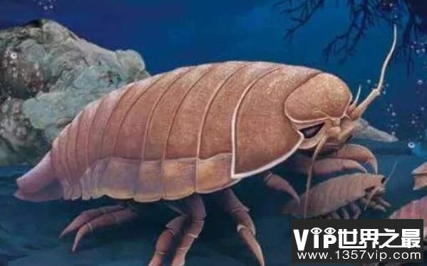 世界上绝食最长的动物：大王具足虫，绝食5年死亡