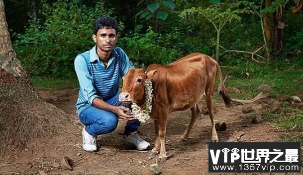 世界上最矮的牛：Manikyam，身高仅61厘米，比狗矮的牛