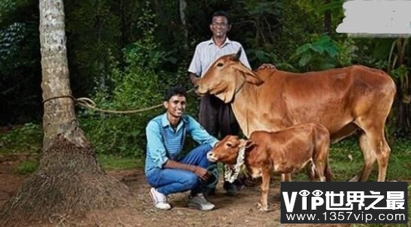 世界上最矮的牛：Manikyam，身高仅61厘米，比狗矮的牛