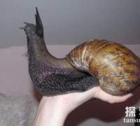 世界上最大的蜗牛：体长20厘米的非洲大蜗牛(农作物的克星)