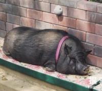 世界上寿命最长的猪：宠物猪Ernestine，活了23年打破世界纪录