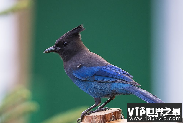 全球十大观赏鸟排行榜 颜值超高的鸟类，这些你都认识吗