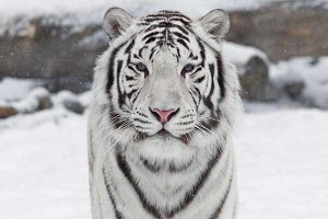 世界十大最漂亮动物 白虎不仅颜值很高同时还是祥瑞代表