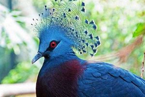 世界十大最美丽的鸟类 锦鸡是我国的二级保护动物
