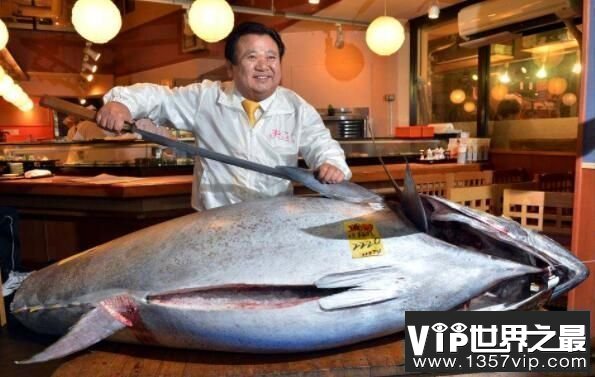 世界上最大的金枪鱼：重834斤的巨大尾鱼（日本胜浦鱼港捕获）