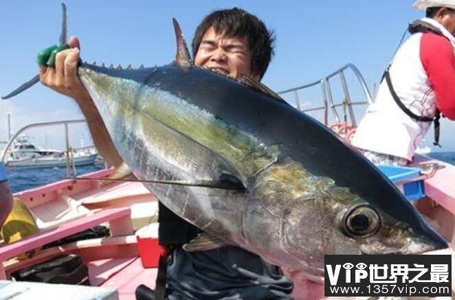 世界上最大的金枪鱼：重834斤的巨大尾鱼（日本胜浦鱼港捕获）