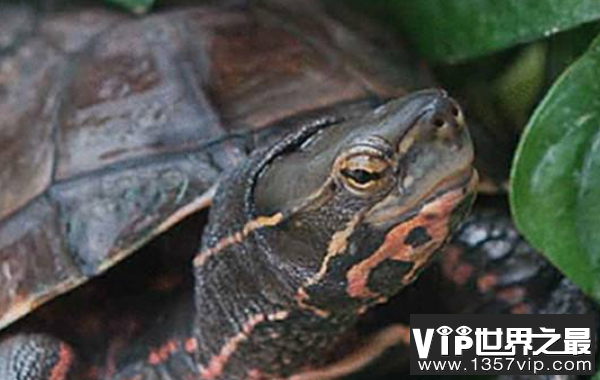 世界上最珍贵的龟：云南闭壳龟，我国独有的龟种(濒临灭绝)