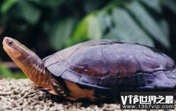 世界上最珍贵的龟：云南闭壳龟，我国独有的龟种(濒临灭绝)
