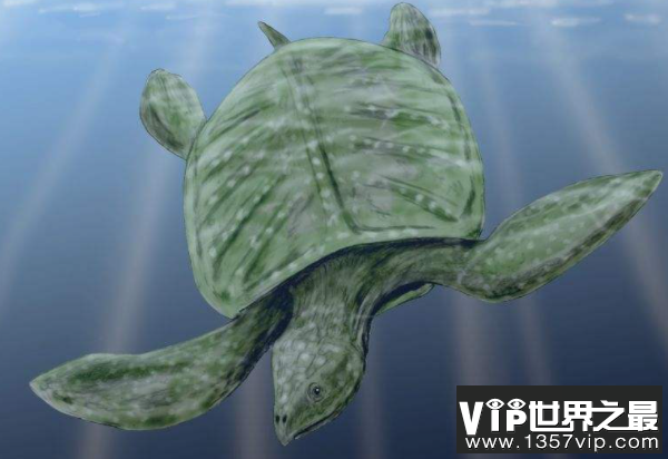 地球上最大的乌龟：古巨龟，重达2000多公斤的史前大龟