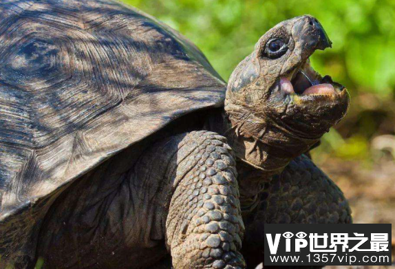 世界上最大的陆龟：加拉帕戈斯象龟，体长1.2米，寿命200岁