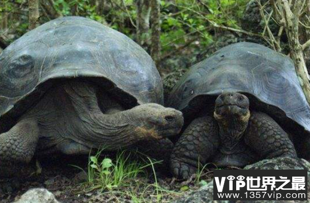 世界上最大的陆龟：加拉帕戈斯象龟，体长1.2米，寿命200岁