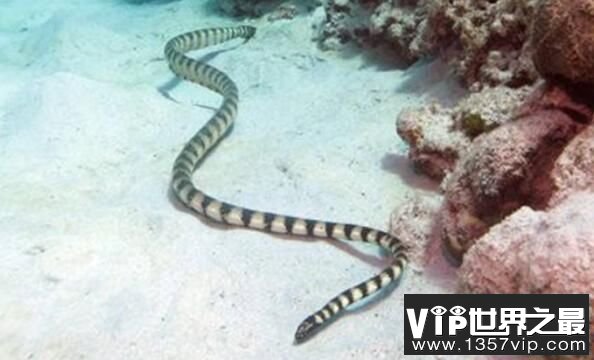 世界上最毒的蛇：裂颊海蛇，毒性是眼镜蛇毒的8倍