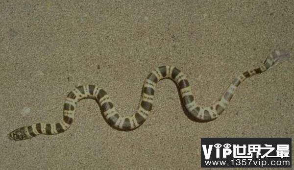 世界上最毒的蛇：裂颊海蛇，毒性是眼镜蛇毒的8倍